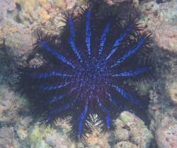 Uligamu crown-of-thorns starfish